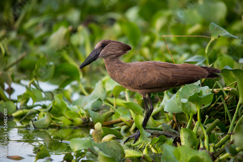 Hamerkop fishing in Lake Victoria