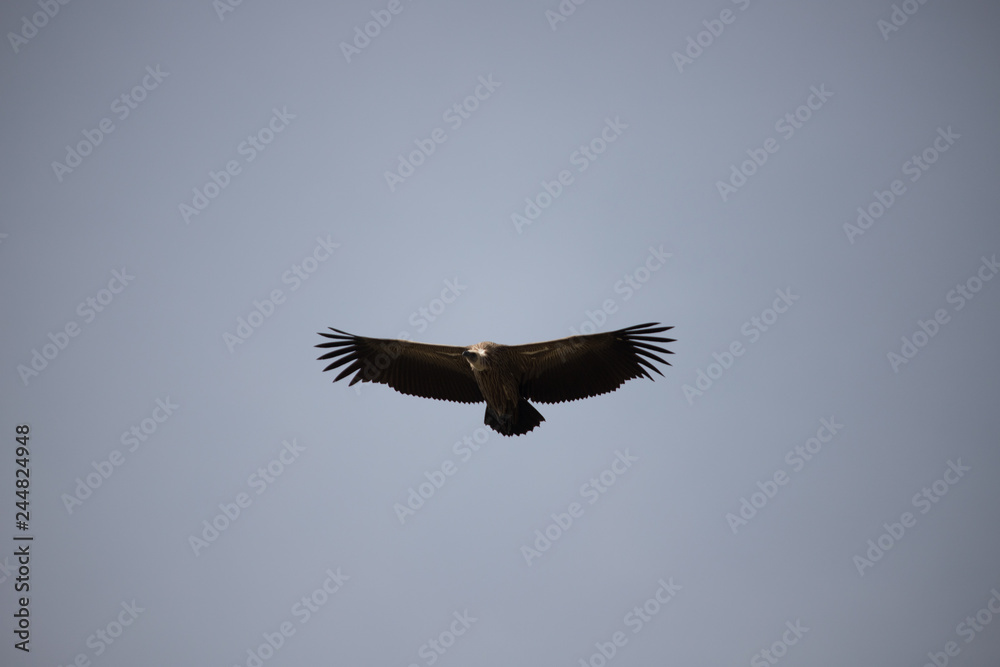 Vultures circling above (Masai Mara) Vultures circling above (Masai Mara)