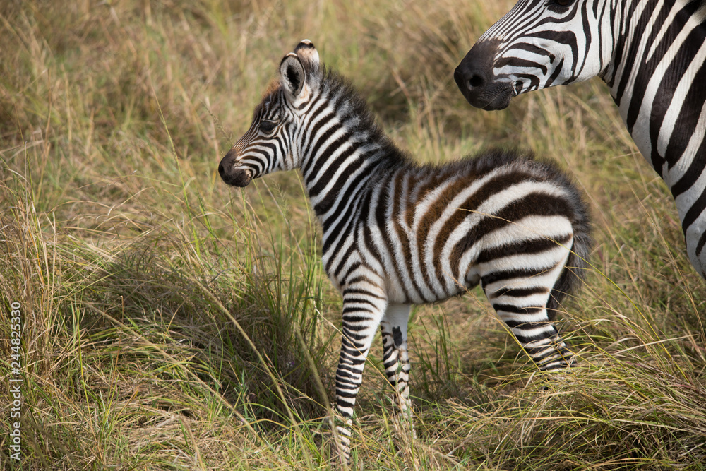 Obraz premium Little baby zebra under mama (Masai Mara)