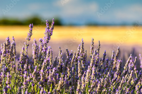 Fototapeta Naklejka Na Ścianę i Meble -  Close-up of lavender flower on field in Provence, France
