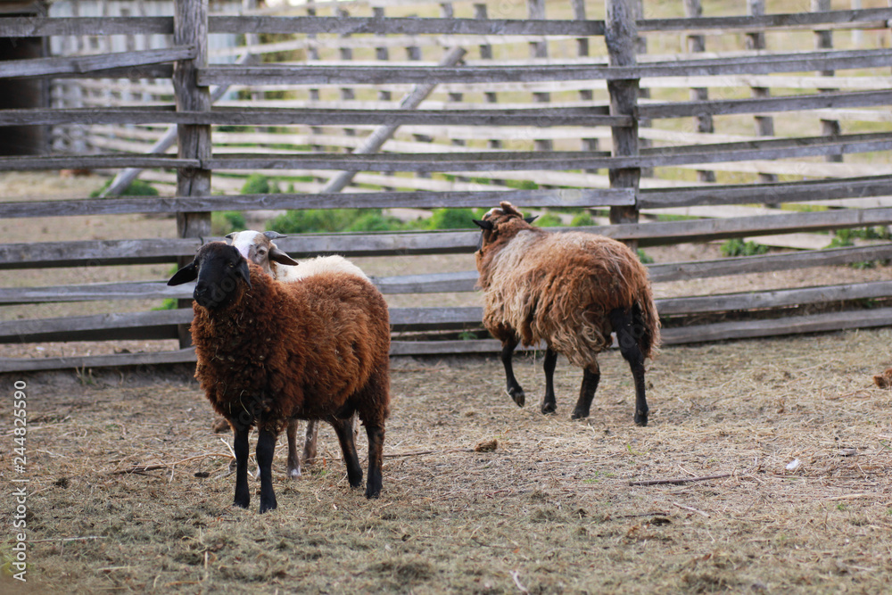 Obraz premium Sheep on the farm