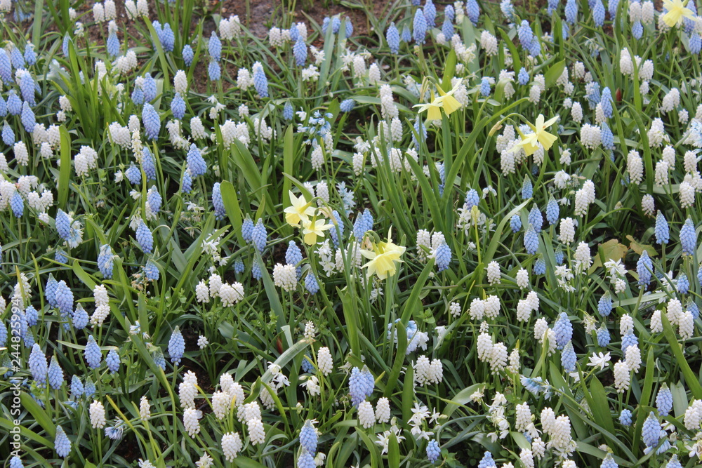 Fototapeta premium flowers in the garden