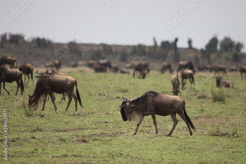 One in a million  Masai Mara 