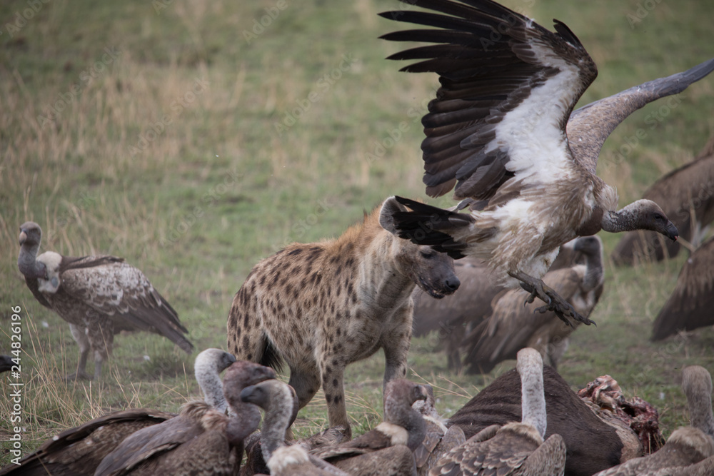 Protecting the kill (Masai Mara) Protecting the kill (Masai Mara)