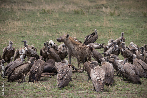 King of the kill (Masai Mara)