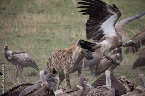 Protecting the kill   Masai Mara 