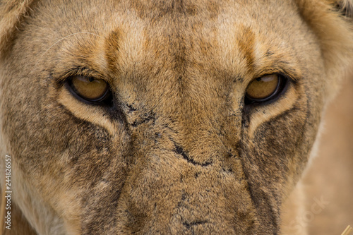 Intense eyes of an old lioness   Masai Mara 