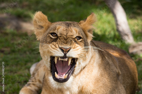 A lion being a little angry (Masai Mara)
