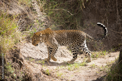 Leopard (Masai Mara)