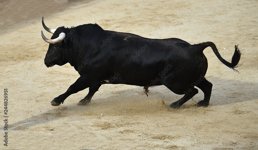 bull in spain running in bullring with big horns bull in spain running in bullring with big horns