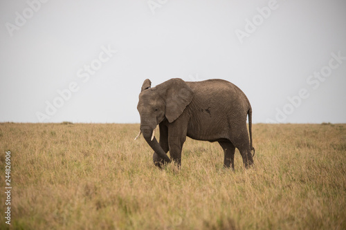 Elephant at Masai Mara