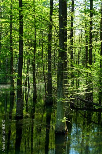 Fototapeta Naklejka Na Ścianę i Meble -  Marsh in forest 