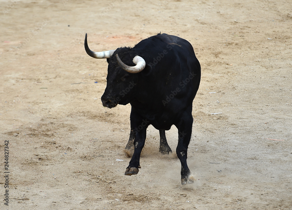 toro en españa corriendo en una plaza de toros con grandes cuernos toro en españa corriendo en una plaza de toros con grandes cuernos