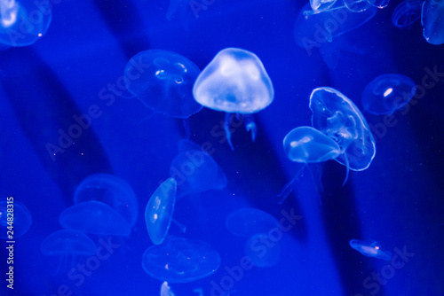 A Smack of Jellyfish 1 © Andrew