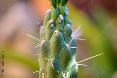 cactus San Pedro Echinopsis pachanoi, spiny macro detail