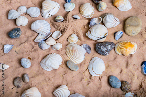 Many seashells and stones are on the sand. Sea pebbles and a starfish are on the shore.