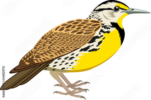 vector Western Meadowlark