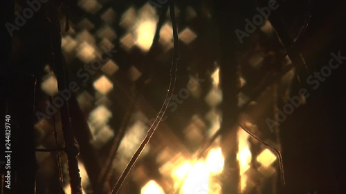 Sunrise in the woods photo
