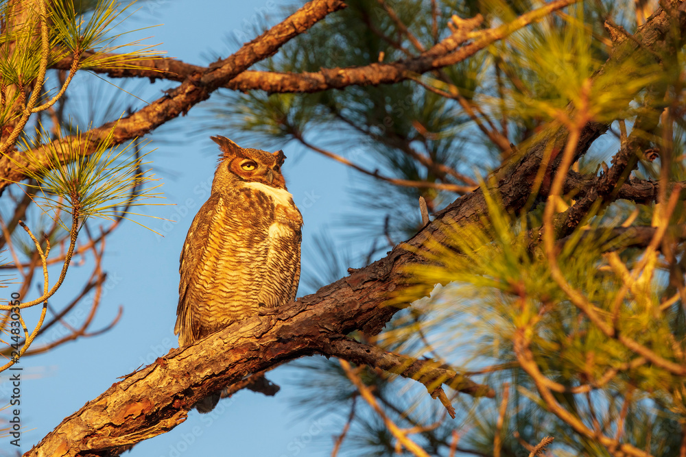 A single Great-horned Owl watches the sun set from its perch on a pine tree limb A single Great-horned Owl watches the sun set from its perch on a pine tree limb
