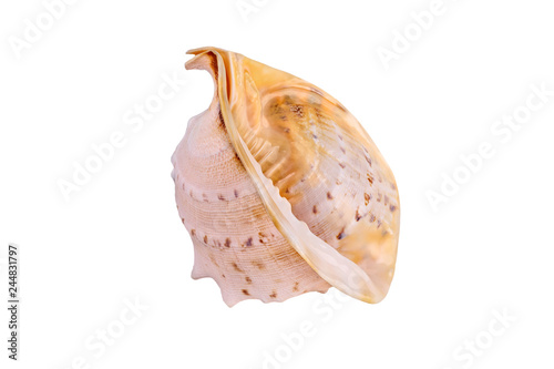 Large seashell