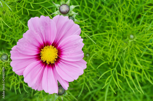 Cosmos flower  Cosmos bipinnatus  in the garden.