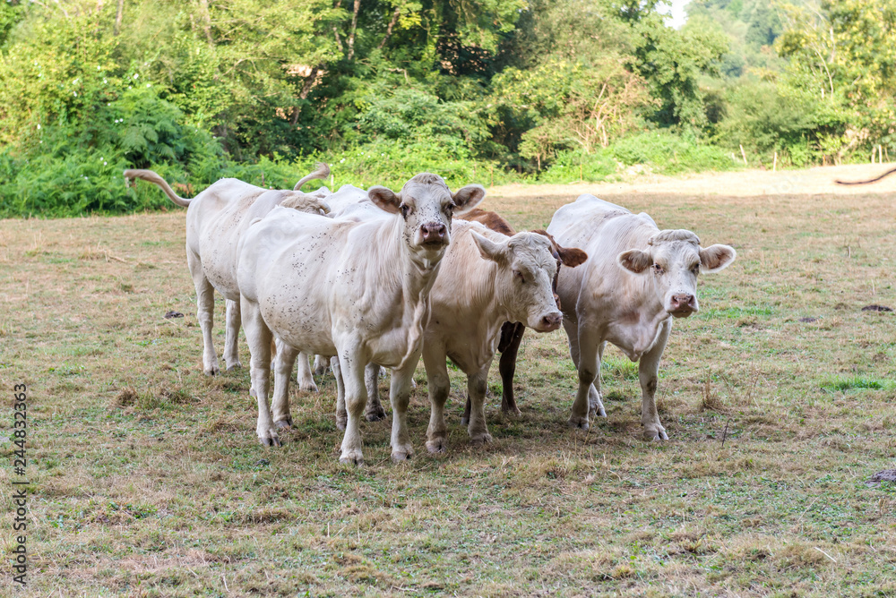 White cows graze on pasture.
