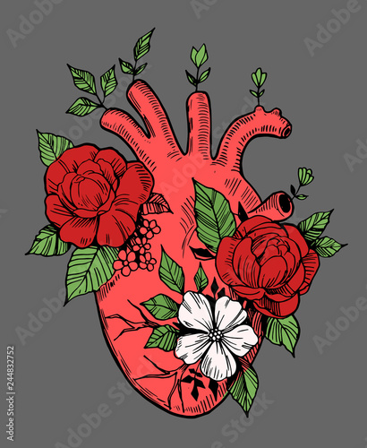 Anatomical heart with flowers. Engraving style. Hand drawn illustration converted to vector