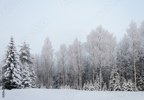 Winter landscape, snowy trees in forest