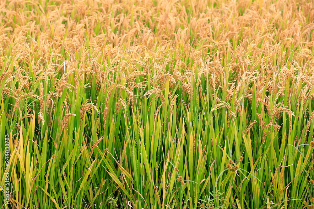 Obraz premium Ripe rice, in the paddy fields