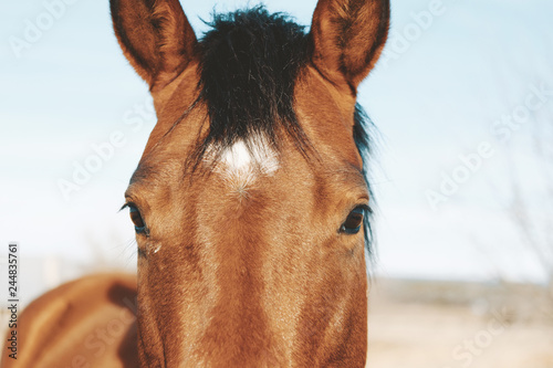 Cute brown horse looking at camera close up for farm animal portrait.  Western agriculture industry lifestyle for equine.