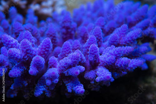 Fototapeta Naklejka Na Ścianę i Meble -  Purple fluorescing coral in New Caledonia during Global Bleaching Event