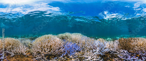 New Caledonia fluorescing coral reef panorama