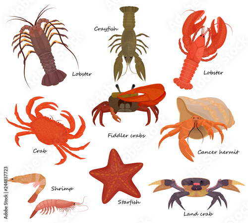 Crustacean vector crab prawns ocean lobster and crawfish or crayfish seafood illustration crustaceans set of sea animals shrimp isolated on white background