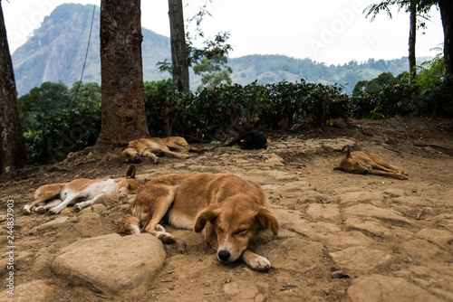 Tableau sur toile Dogs in Sri Lanka
