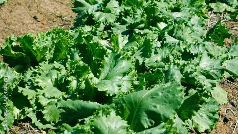 panning shot of green lettuce hydroponics vegetable farming panning shot of green lettuce hydroponics vegetable farming