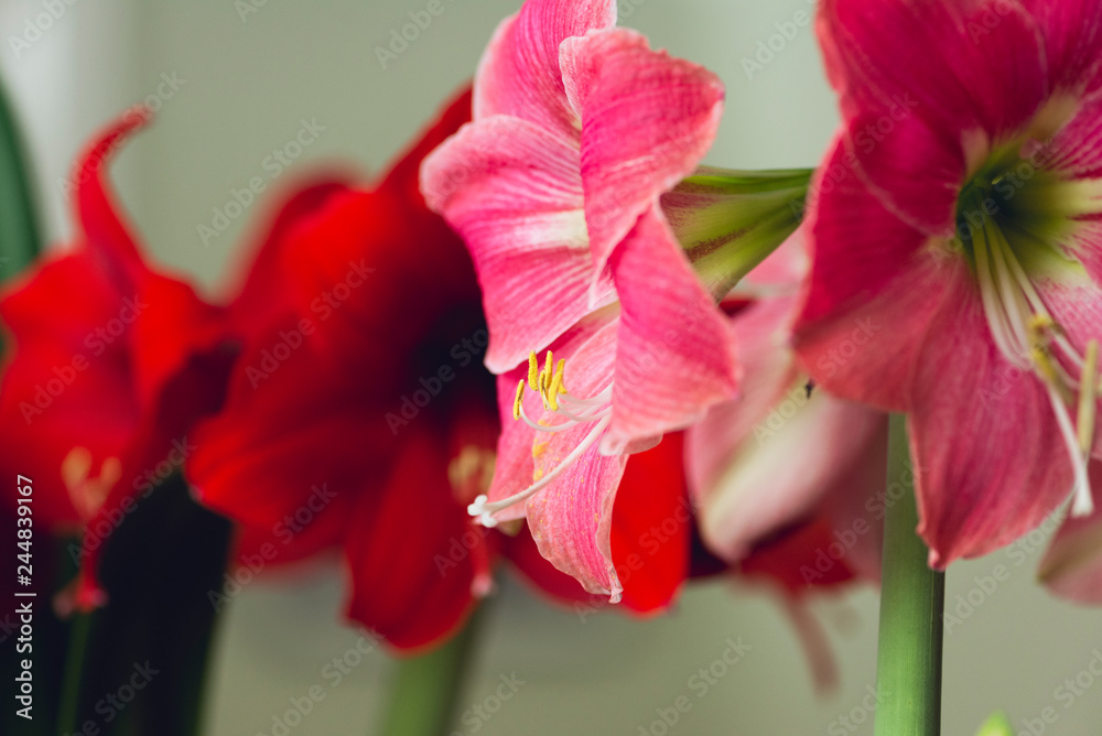 Obraz premium large pink blooming flower