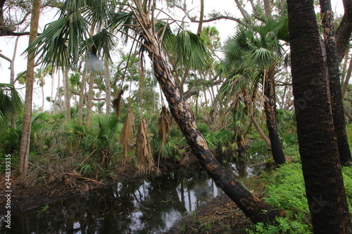 Kilpatrick Hammock, Kissimmee Prairie Preserve State Park, Florida photo