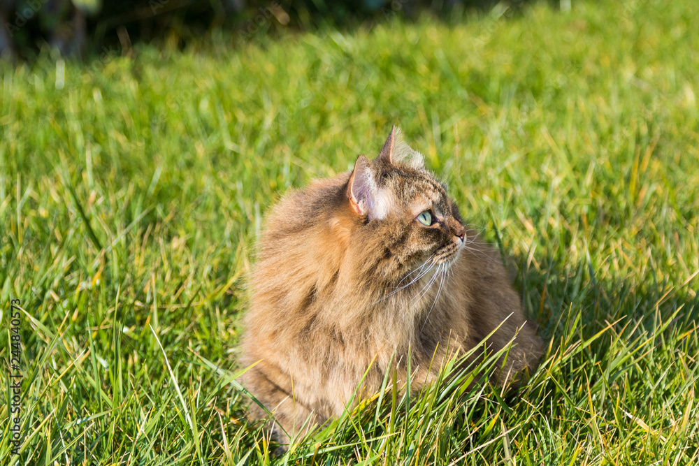 Siberian cat outdoor on the grass green, mackerel hair looking up