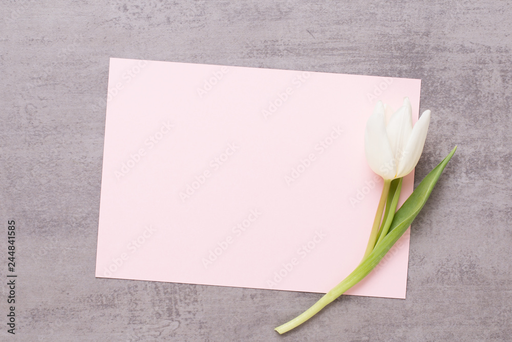 Fototapeta premium Spring greeting card, pink color tulips on the gray background.