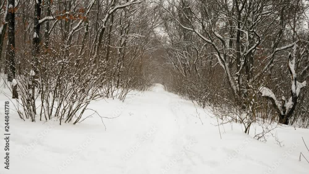 Movement From Bottom Up, View of Snow Going on the Background of the Forest Movement From Bottom Up, View of Snow Going on the Background of the Forest