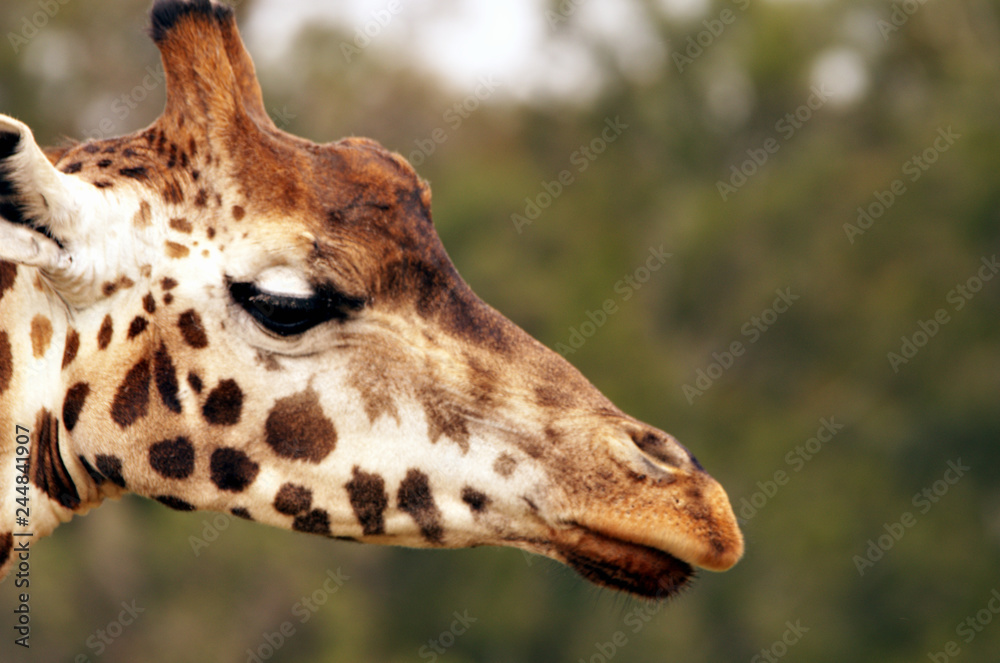 Head portrait of a Giraffe (giraffa) Head portrait of a Giraffe (giraffa)