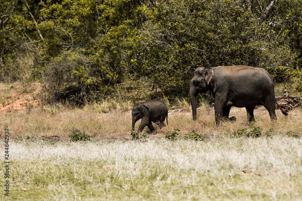 Fototapeta premium elephant herd of elephants