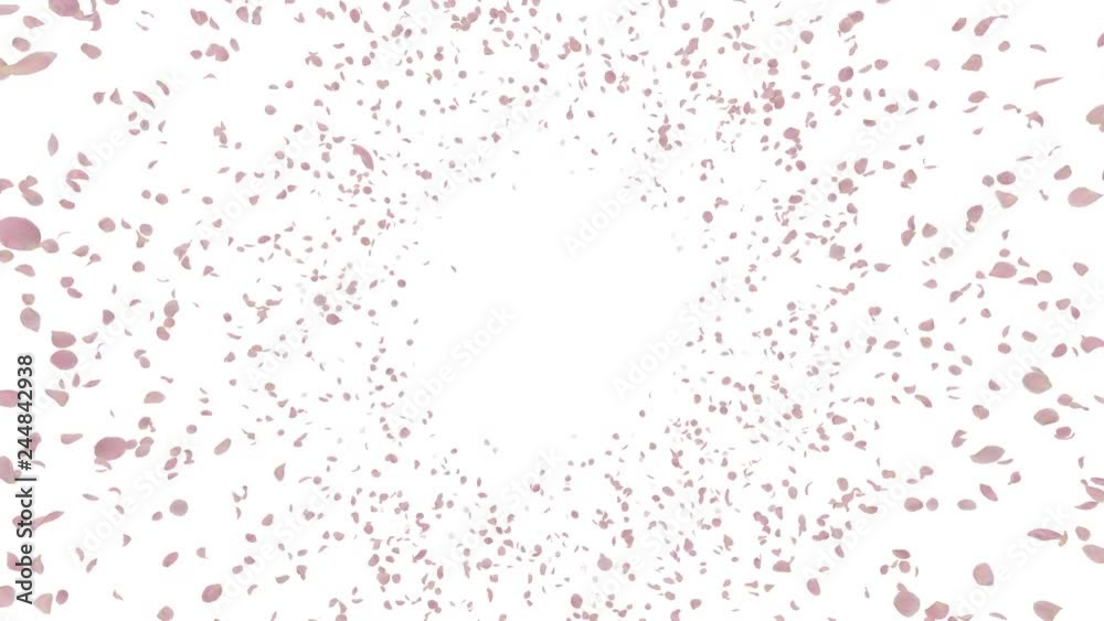 Rose petals Pink fluttering Rose petals Pink fluttering