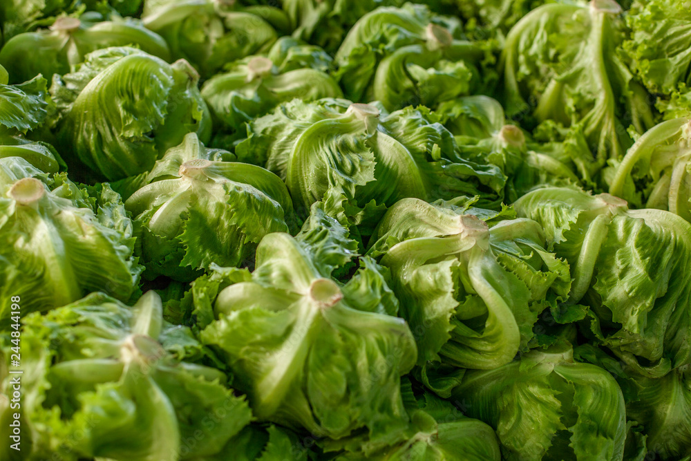 lettuce in the market lettuce in the market