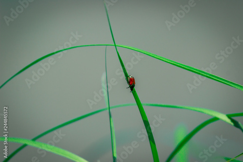 Vibrant, Close Up Macro Nature Photo of a Red Bug Climbing Down a Long Blade of Green Grass © Jon