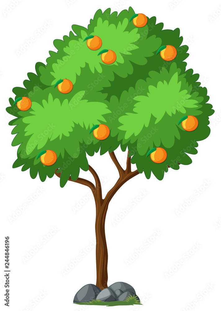 Isolated orange tree on white background