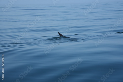 Dolphin swimming in the sea