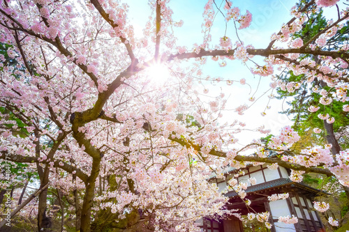 Wallpaper Mural Full bloom Sakura - Cherry Blossom full bloom at Hirosaki park, in Japan Torontodigital.ca