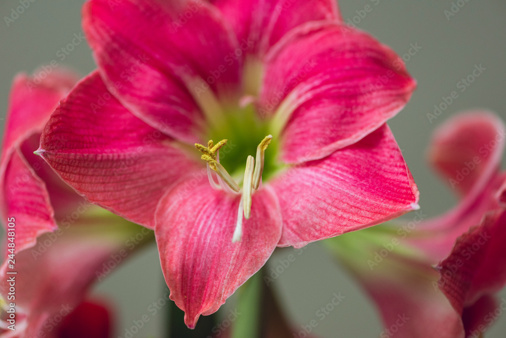 Naklejka premium large pink blooming flower