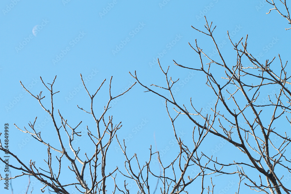 branches in winter on blue sky background branches in winter on blue sky background